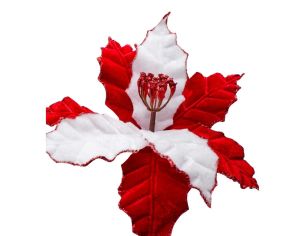 Poinsettia candy velours 19...