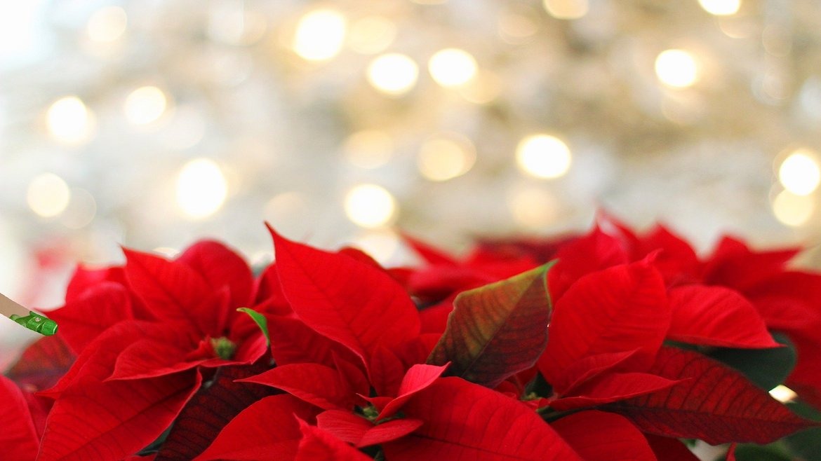 Article poinsettia ou étoile de Noël ? 