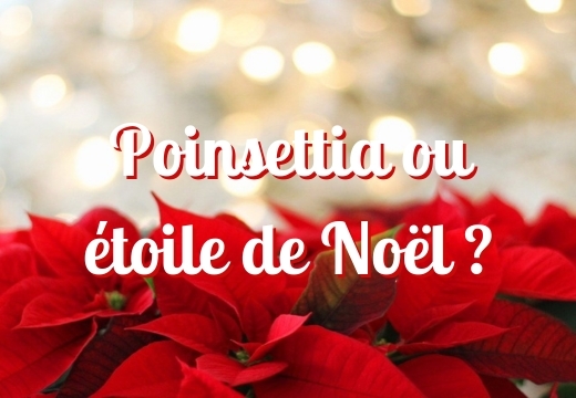 Poinsettia ou étoile de Noël ?